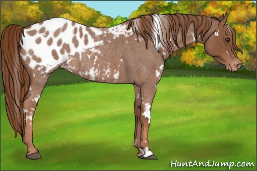 Horse Color:White Spotted Red Roan Blanket
