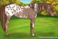 Horse Color:White Spotted Red Roan Appaloosa 