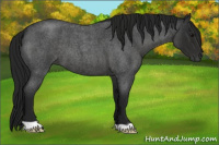 Horse Color:Gray Blue Roan