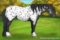 Horse Color:Black Appaloosa