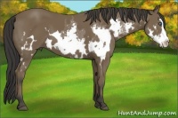Horse Color:Bay Splash Frame