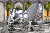 Horse Color:Silver Brown Chinchilla Sabino Splash Tobiano 