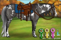 Horse Color:White Spotted Black Sabino