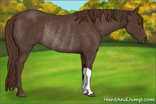 Horse Color:Liver Chestnut Rabicano 