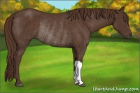 Horse Color:Liver Chestnut Rabicano 