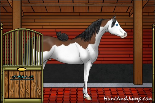 Horse Color:Bay Splash 