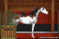Horse Color:Bay Splash 