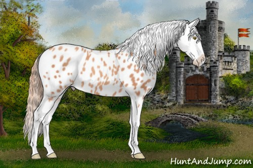 Horse Color:Gold Champagne Splash Appaloosa 