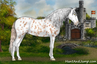 Horse Color:Gold Champagne Splash Appaloosa 
