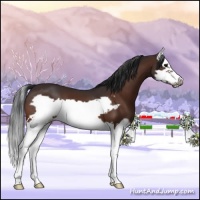 Horse Color:Brown Splash Frame 