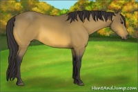 Horse Color:Buckskin