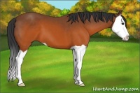 Horse Color:Brown Splash
