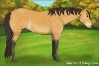 Horse Color:Buckskin Rabicano 