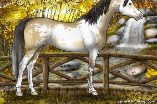 Horse Color:Buckskin Dun Splash Frame Rabicano 