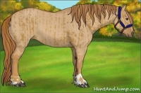 Horse Color:Chestnut  and Red Dun 