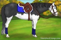 Horse Color:Black Splash 