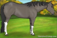 Horse Color:Black 