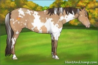 Horse Color:White Spotted Amber Champagne 