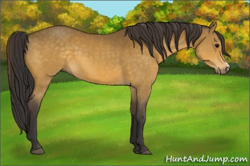 Horse Color:Buckskin