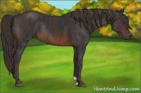 Horse Color:Brown Rabicano Brindle