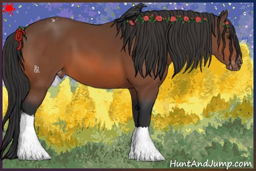 Horse Color:Bay Appaloosa 