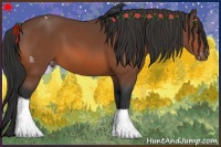 Horse Color:Bay Appaloosa 