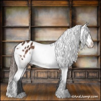 Horse Color:Bay Appaloosa 