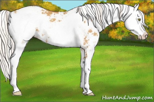 Horse Color:Silver Amber Champagne Sabino