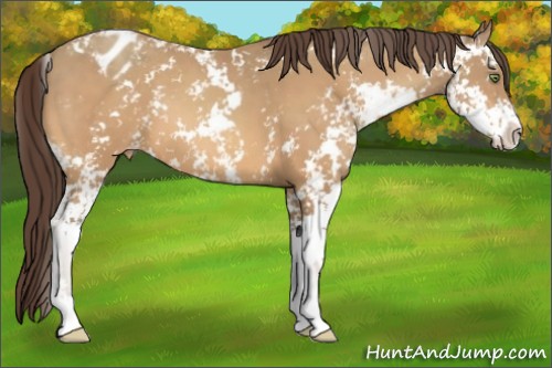 Horse Color:Amber Champagne Sabino Appaloosa 