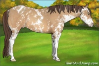 Horse Color:Amber Champagne Sabino Blanket