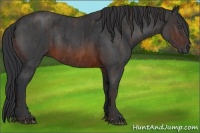 Horse Color:Brown Roan Rabicano Brindle