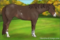 Horse Color:Liver Chestnut Sabino