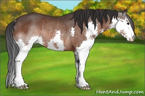 Horse Color:Brown Splash Rabicano