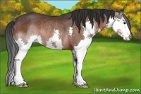 Horse Color:Brown Splash Rabicano 