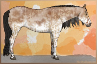 Horse Color:Gray Bay Dun  and Gray White Spotted Bay Dun Frame 