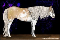 Horse Color:Silver Black Pearl Sabino 