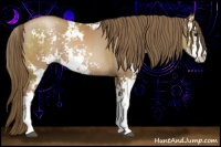 Horse Color:Black Pearl Sabino Rabicano