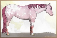 Horse Color:White Spotted Gold Champagne Dun Appaloosa 