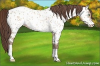 Horse Color:Amber Champagne Near Leopard Rabicano