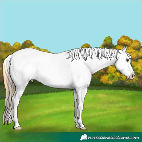 Horse Color:Classic Cream Champagne Dun Sabino Splash Tobiano Appaloosa Rabicano