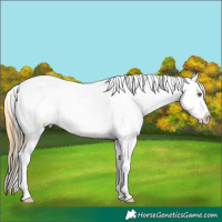 Horse Color:Classic Cream Champagne Dun Sabino Splash Tobiano Leopard Rabicano