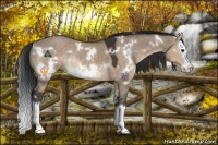 Horse Color:White Spotted Brown Dun Splash Rabicano