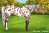 Horse Color:White Spotted Silver Brown Dun Appaloosa Rabicano