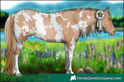 Horse Color:White Spotted Brown Pearl Rabicano 