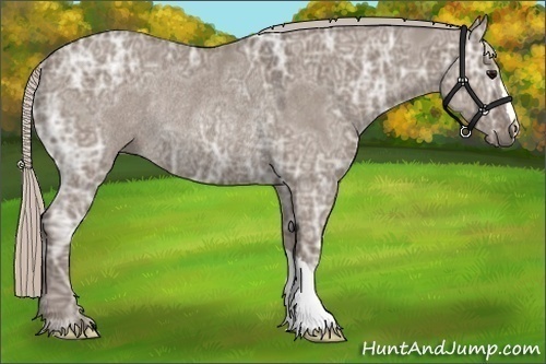 Horse Color:Silver Grullo Ice Rabicano 