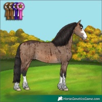 Horse Color:Brown Dun Brindle 