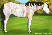 Horse Color:Gray Buckskin Ice Splash 