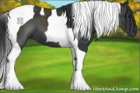 Horse Color:Black Tobiano