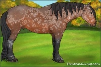 Horse Color:Bay Ice Roan 