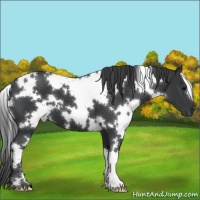Horse Color:White Spotted Black 